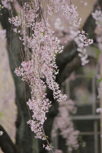 2061-12.4.19北側紅枝垂れ桜　幹バックに　下る枝アップ.jpg